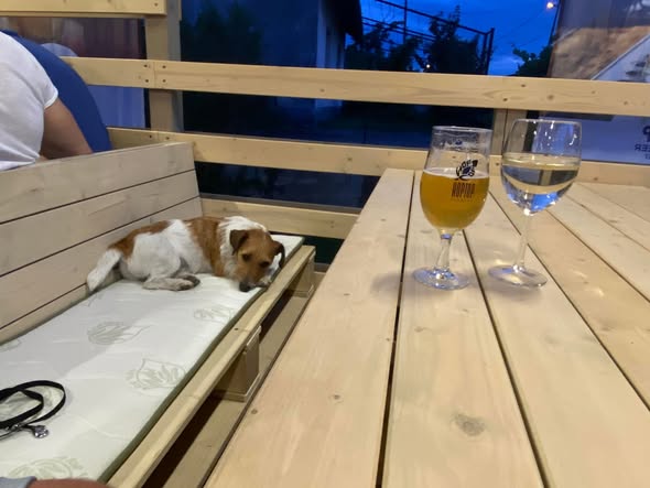 Kutya pihen a teraszon